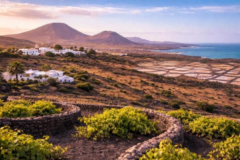 LagOmar and cactus landscape