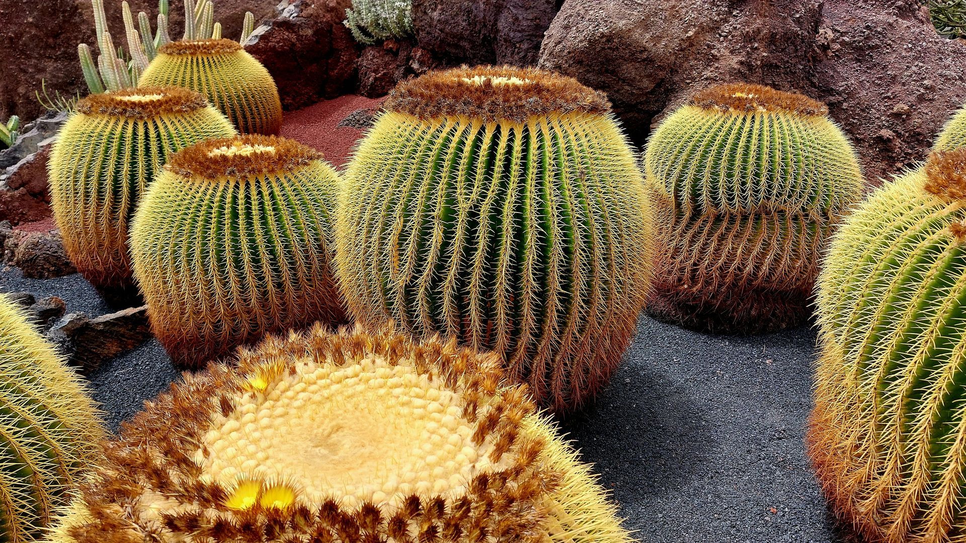 Is Jardin de Cactus Worth Visiting in Lanzarote?